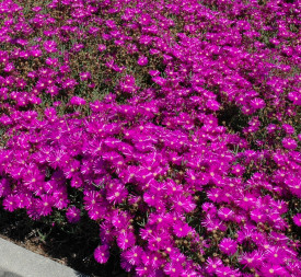 Crvena Delosperma (3)