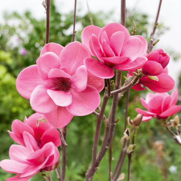 Magnolija Watermelon