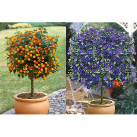 Lantana i Solanum rantonetti plavi