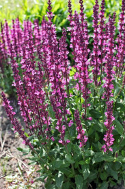 Livadska žalfija roza