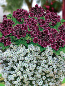 1 Aristo pelargonija sadnica u saksiji i 3 Snow Princess