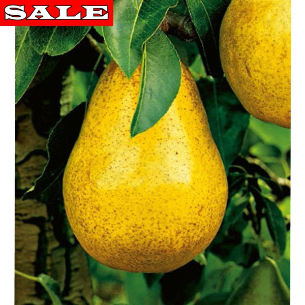 Kruška Williams, g.k.