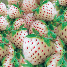 Bijele jagode Snow White frigo (25)