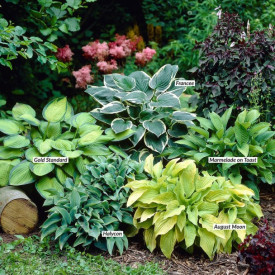 Hosta "Halycon"