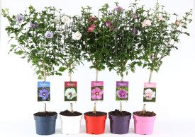 Hibiskus na stablu (razne boje)