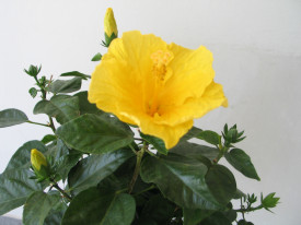 Hibiskus na stablu, žuti