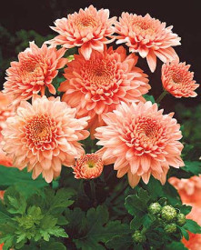 Krizantema Shippi Apricot (3 db)