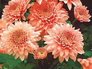 Krizantema Shippi Apricot