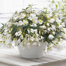 Begonija Beauvilia℗ White℗ (3)