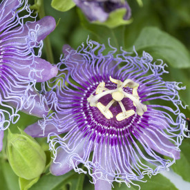 Zimootporna marakuja Cooltropics ‘Eia Popeia'