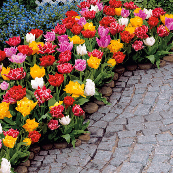 Rani tulipan sa duplim cvjetom (15)