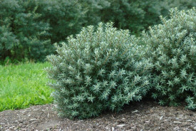 Pasji trn- muški "Hikul"