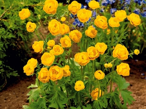 Planinčica "Goldkönigin"