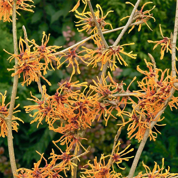 Hamamelis Aphrodite