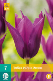 Purple Dream tulipani (7)