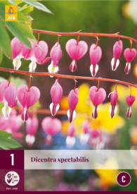 Srcolika dicentra