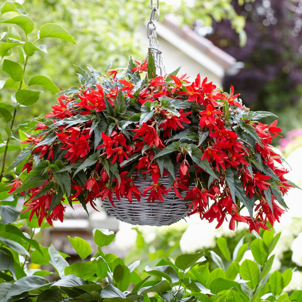 Begonija Beauvilia® Red℗ (3)