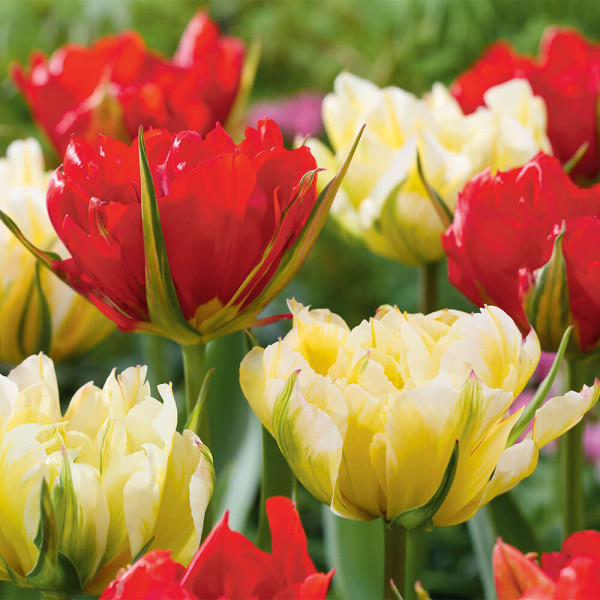 Tulipan Sweet & Love Valley (6)