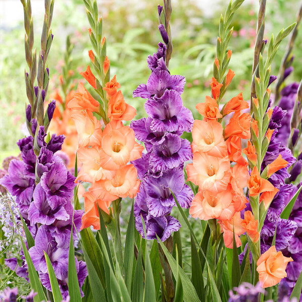 Gladiole Tropical Tango (15)