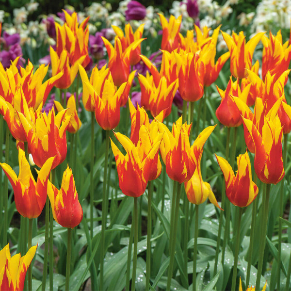 Tulipan Fire Wings (8)