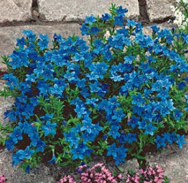 Litodora "Heavenly Blue"
