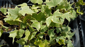 Bršljan sa bijelim rubovima