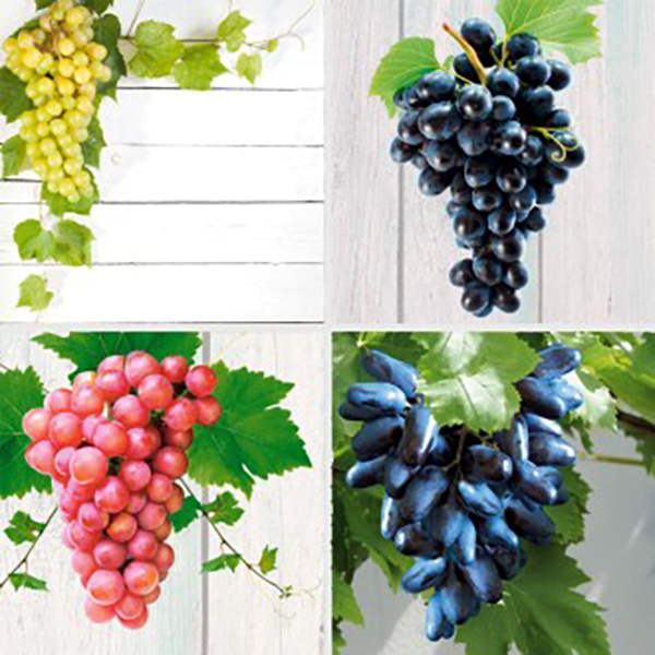 1 Picurka, 1 Rosella, 1 King Ruby, 1 Suvenir