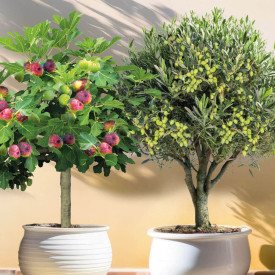 Set: maslina + smokva na stablu