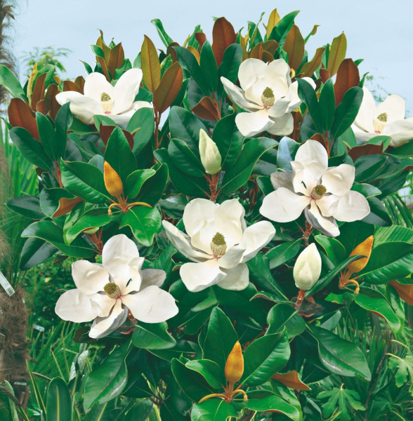Zimzelena magnolija sa velikim cvjetovima