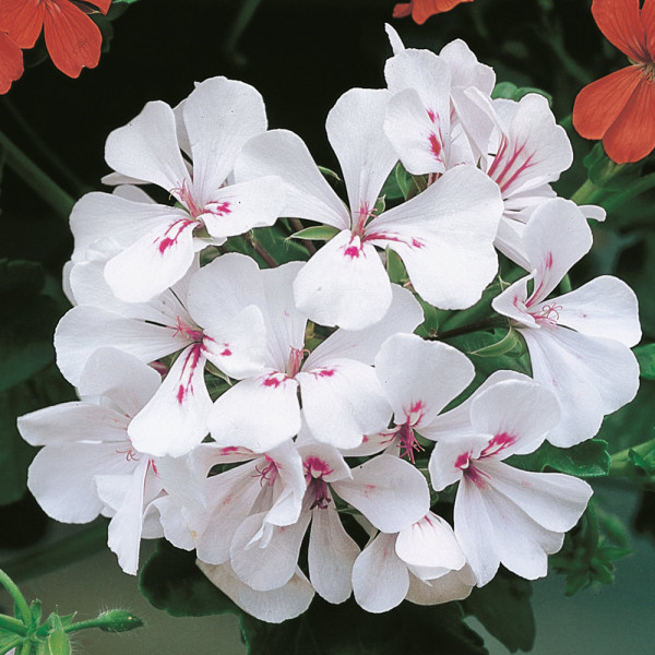 Bijela viseća pelargonija Alpina, veća