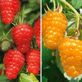 4 TwoTimer Sugana maline, 2 crvene i 2 žute