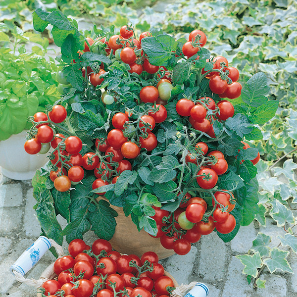 Sjeme balkonske rajčice