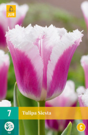 Tulipani Siesta (7)