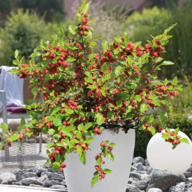 Patuljasti dud Mojo Berry