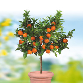 Mandarina Portofino