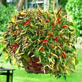 Viseća ljuta paprika Hot Red (2)