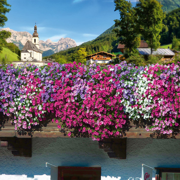 Kompozicija alpetunija 6 kom