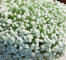 Snow Princess Lobularia (3)