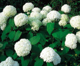 Hortenzija Annabelle