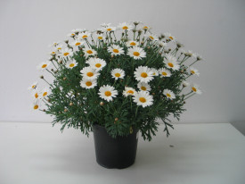 Bijela Ivančica, grm