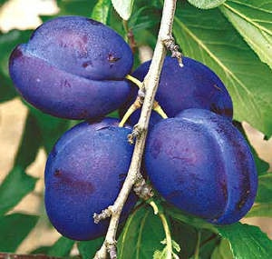 Bluefre šljiva u kontejneru