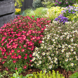 Saxifraga Pixi Pan (6 kom)