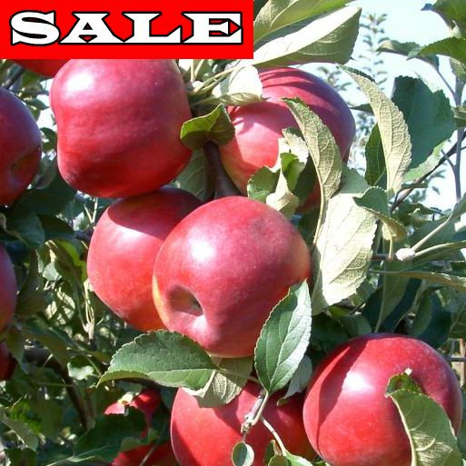 Jabuka Jonathan, g.k.