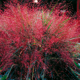 Ljubavna trava, crvena, veća