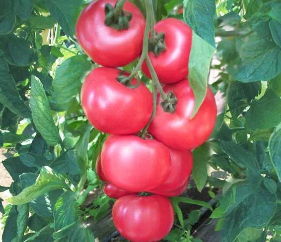 Rajčica ‘Honey Moon’