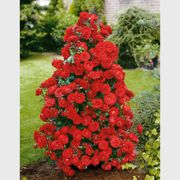 Crvena ruža Castella