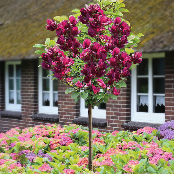 Magnolija ‘Genie’ na stablu