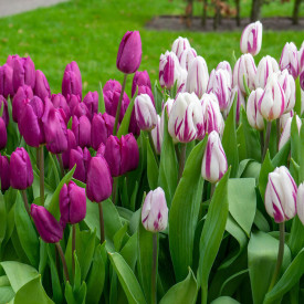 Tulipan "Prince Brothers" (10)