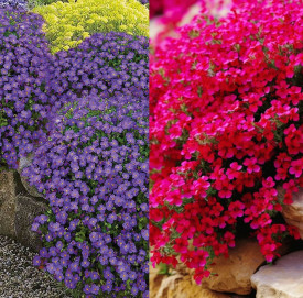 6 Aubretia