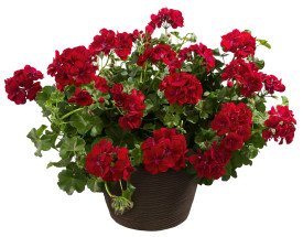 Polusviseća pelargonija Royal Night (3)